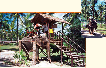Elefant safari Patong Phuket